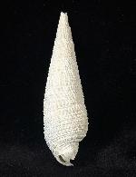 Cerithium (Cerithioclava) dalli OLSSON & PETIT 1964  - Bild © FossNet FossilienStore